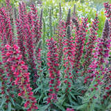 Echium  amoenum 'Red Feathers' - Roter Natternkopf