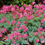 Dicentra 'King of Hearts' - Herzblume