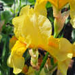Iris germanica 'Fringe of Gold': Bild 2/2
