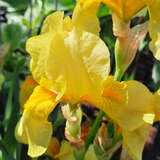 Iris germanica 'Fringe of Gold' - Hohe Schwertlilie, Iris