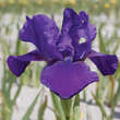 Iris pumila 'Indian Light': Bild 1/1