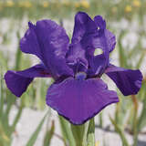 Iris pumila 'Indian Light' - Zwerg-Schwertlilie