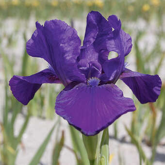 Iris pumila 'Indian Light'