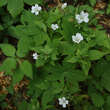 Geranium nodosum 'Silver Wood': Bild 2/2