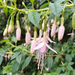 Fuchsia magellanica  'Alba': Bild 1/1