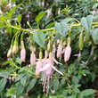 Fuchsia magellanica  'Alba': Bild 1/1