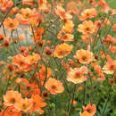 Geum 'Prinses Juliana' - Nelkenwurz