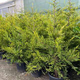 Cupressocyparis leylandii 'Castlewellan Gold' - Gelbe Riesenzypresse