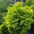 Chamaecyparis obtusa 'Nana Lutea': Bild 1/5