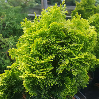 Chamaecyparis obtusa 'Nana Lutea'