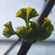 Ginkgo biloba 'Tremonia': Bild 1/2