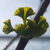 Ginkgo biloba 'Tremonia' - Säulen-Ginkgo