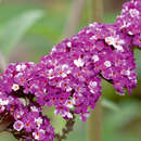 Buddleja davidii 'Berries and Cream' - Sommerflieder