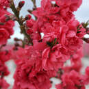 Prunus persica 'Taoflora Red' - Roter Zierpfirsich