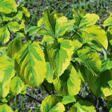 Cornus florida 'Rainbow' - Buntlaubiger Blumenhartriegel