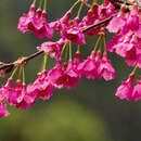 Prunus campanulata 'Felix Jury' - Formosa-Zierkirsche