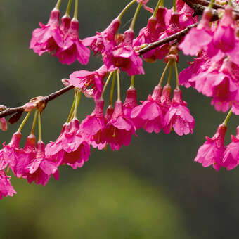 Prunus campanulata 'Felix Jury'