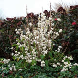 Callicarpa bodinieri 'Magical Snow Queen' - Schönfrucht, Weißer Liebesperlenstrauch