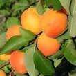 Prunus armeniaca 'Compacta': Bild 1/6