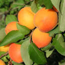 Prunus armeniaca 'Compacta' - j