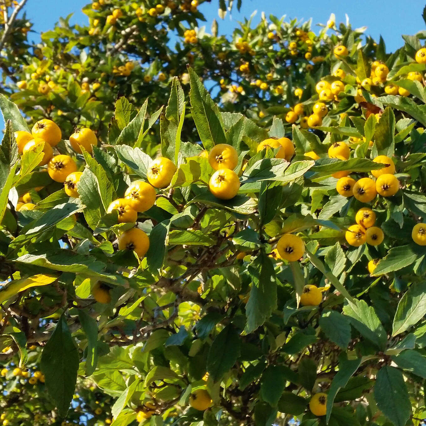 Mexikanischer Weißdorn Crataegus mexicana weiß