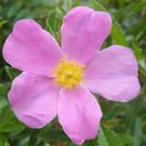 Rosa nitida - Glanzrose