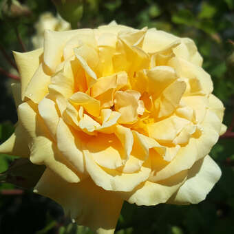 Rose 'Buff Beauty' (moschata)