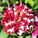 Rose 'Havlickova Narodni' - Historische Strauchrose