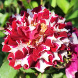 Rose 'Havlickova Narodni' - Historische Strauchrose