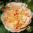 Rose 'Eveline Wild': Bild 1/8