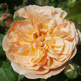 Rose 'Evelin Wild' - Essbare Rose