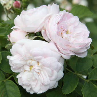 Rose 'Chloris'