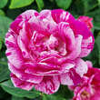 Rose 'Ferdinand Pichard': Bild 1/4