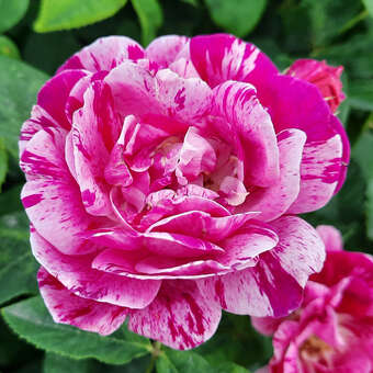 Rose 'Ferdinand Pichard'