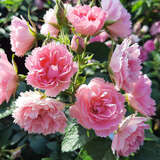 Rose 'Pink Grootendorst' - Strauchrose, rosa gefüllt