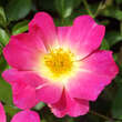 Rose 'Pink Compact Meidiland': Bild 1/9