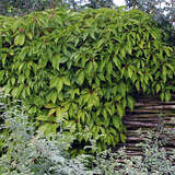 Parthenocissus quinquefolia - Wilder Wein