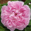 Rose 'Jacques Cartier' (damascena) - Historische Strauchrose