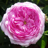Rose 'Belle Sans Flatterie' - Historische Strauchrose
