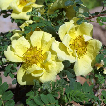Rose 'Canary Bird'(xanthina spont.)