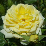 Rose 'House Beautiful' - Englische Zwergrose