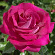 Rose 'Belles Rives': Bild 1/9