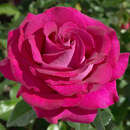 Rose 'Belles Rives' - Edelrose