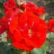 Rose 'Montana': Bild 1/4