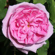 Rose 'Comte de Chambord' (Portland): Bild 1/5