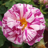 Rose 'Camaieux' - Historische Strauchrose