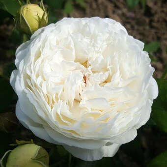 Rose 'Claire Austin'