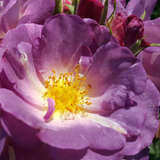Rose 'Blue for You' - Beetrose