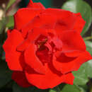 Rose 'Santana' - Moderne Kletterrose