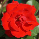 Rose 'Santana' - Moderne Kletterrose